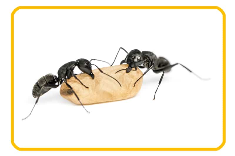 edmonton ant exterminator 
