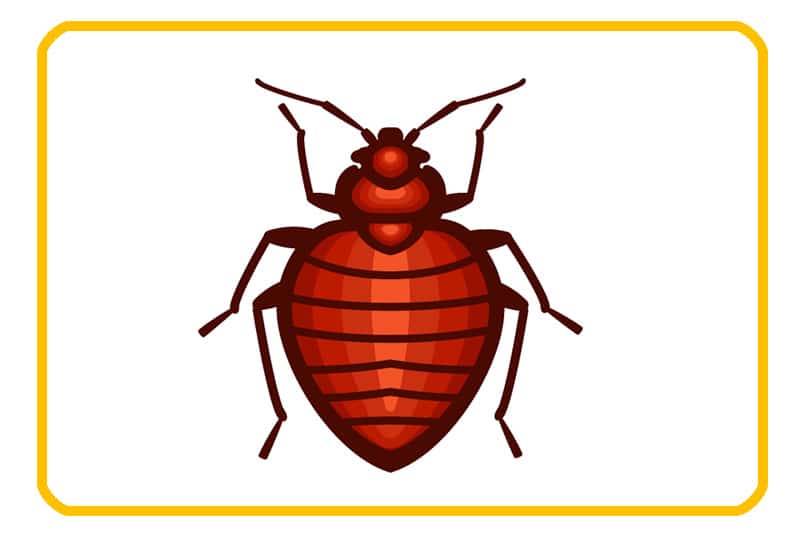 Bed bugs edmonton