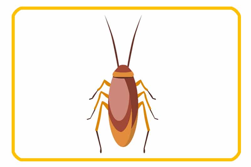 cockroach exterminator edmonton