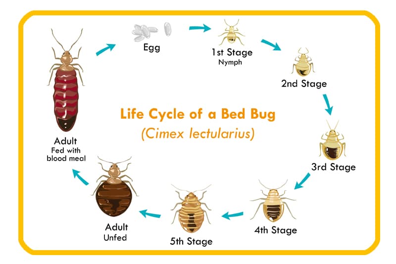 bed bugs edmonton