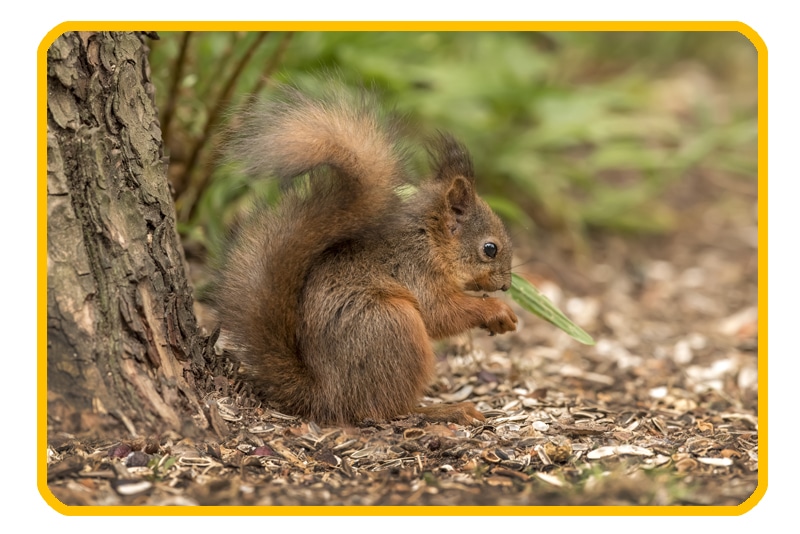 Tree squirrel