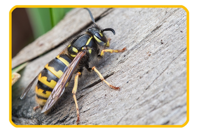 Bee, wasp, hornet and yellow jacket stings and your dog – Welland Animal  Hospital