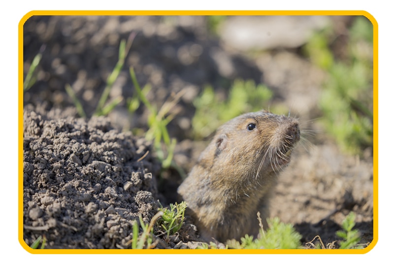 gopher exterminator