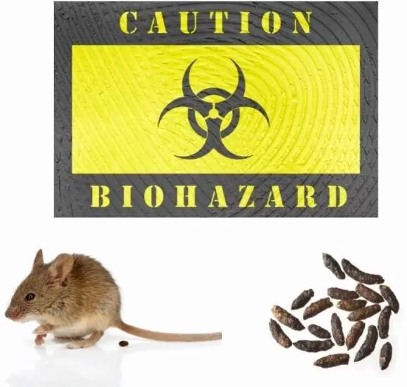 mice droppings health hazards